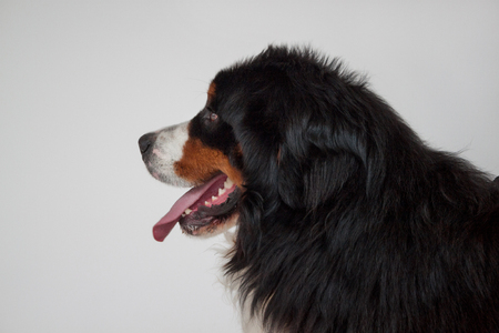 Cute bernese mountain dog puppy isolated on a gray background. Berner sennenhund or bernese cattle dog. Pet animals.の写真素材