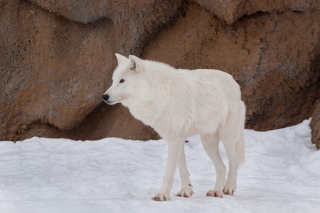 Wild alaskan tundra wolf is walking on white snow. Animals in wildlife. Canis lupus arctos. Polar wolf or white wolf.の写真素材