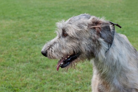 Cute irish wolfhound is standing on a green meadow. Close up. Pet animals. Purebred dog.の写真素材