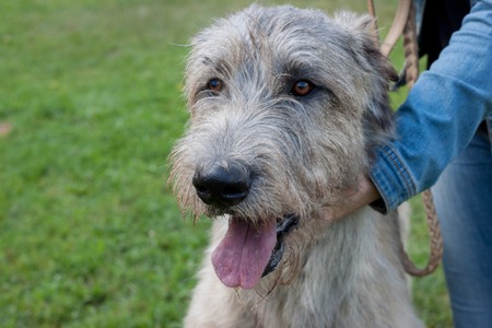 Large irish wolfhound with his owner. Close up. Pet animals. Purebred dog.