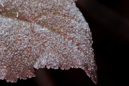 Beautiful red leaf covered with hoarfrost. Close up.の写真素材