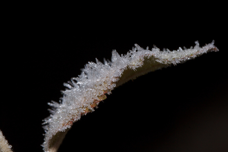 Beautiful autumn leaf covered with hoarfrost. Close up. Live nature.の写真素材
