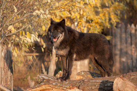 Cute black canadian wolf is standing on a background of beautiful autumn trees. Canis lupus...