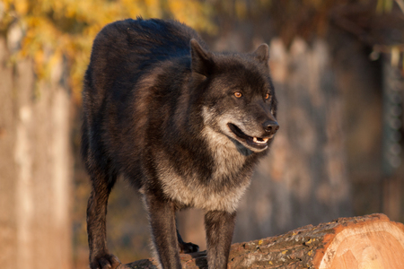 Cute black canadian wolf close up. Canis lupus pambasileus. Animals in wildlife.の写真素材