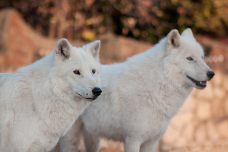 Two wild alaskan tundra wolves.Canis lupus arctos. Polar wolf or white wolf. Animals in wildlife.の写真素材