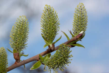 Young branch of a blossoming pussy willow against the background of the cloudy sky. Awakening of nature.の写真素材