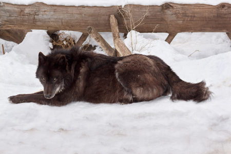 Wild black canadian wolf is lying on white snow. Canis lupus pambasileus. Animals in wildlife.の写真素材