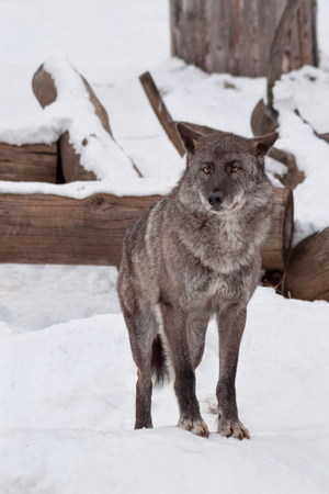 Wild black canadian wolf is looking at the camera. Canis lupus pambasileus. Animals in wildlife.の写真素材