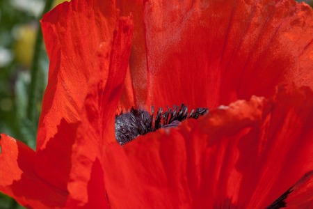 Petals of a beautiful red poppy growing in a spring garden. Close up. Papaver somniferum.