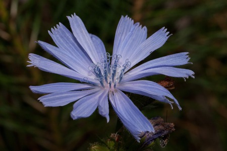 Beautiful chicory is growing on a green meadow. Live nature.の写真素材