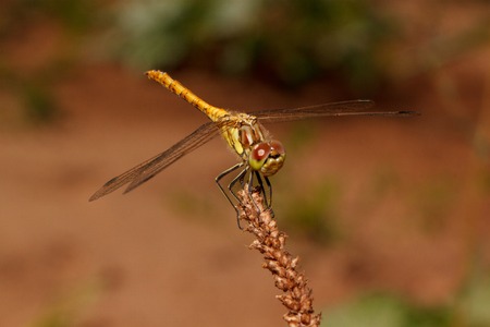 Beautiful dragonfly with transparent wings close up. Animals in wildlife.の写真素材