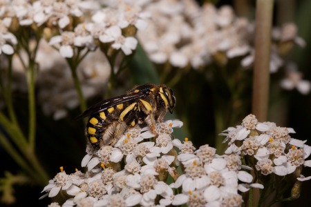 European wool carder bee is sitting on small white flowers. Anthidium manicatum.の写真素材
