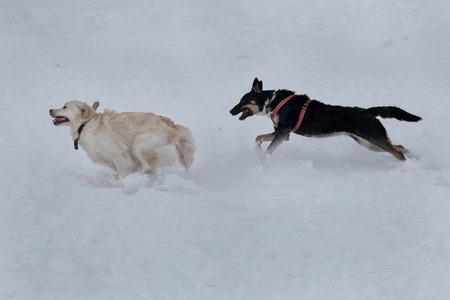 The black mongrel is running for golden retriever. Pet animals.