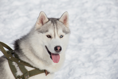 Cute siberian husky with different eyes. Heterochromia. Pet animals.の写真素材