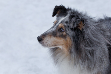 Cute blue merle shetland sheepdog puppy. Shetland collie or sheltie. Pet animals.の写真素材