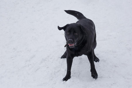 Cute black labrador retriever is running on the white snow. Pet animals. Purebred dog.の写真素材