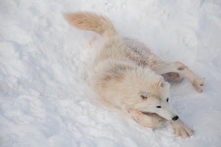 Wild alaskan tundra wolf is lying on white snow. Canis lupus arctos. Polar wolf or white wolf....