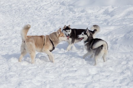 Three siberian husky are playing on a white snow in the park. Pet animals. Purebred dog.