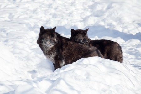 Two black canadian wolves are standing on the white snow. Canis lupus pambasileus. Animals in...