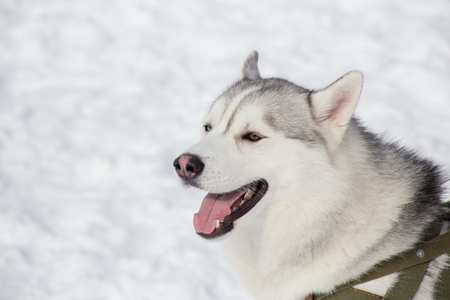 Cute siberian husky is yawning on a bright sunny day in the park. Pet animals. Purebred dog.の写真素材