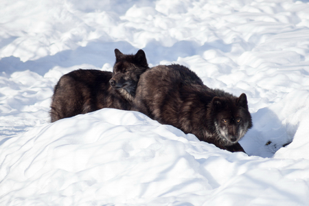 Two black canadian wolves are standing on the white snow. Canis lupus pambasileus. Animals in wildlife.の写真素材