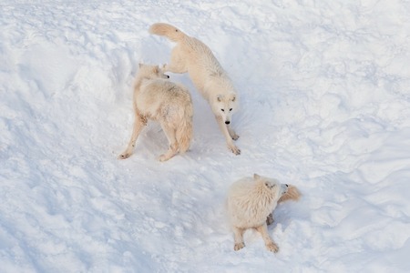 Three wild alaskan tundra wolves are playing on white snow. Canis lupus arctos. Polar wolf or white wolf. Animals in wildlife.の写真素材