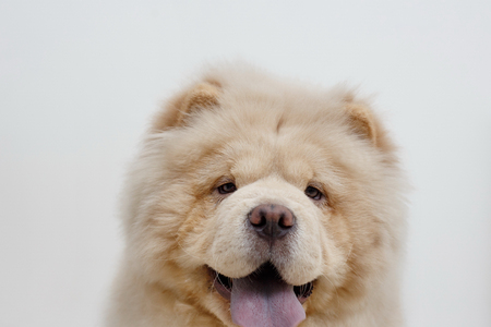 Cute chow chow puppy is looking at the camera. Isolated on a white background. Pet animals. Purebred dog.の写真素材