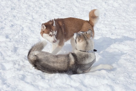 Two siberian husky are playing on a white snow in the park. Pet animals.