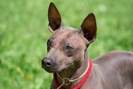 American hairless terrier puppy is standing on a green meadow. Close up.の写真素材