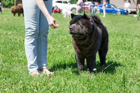 Owner is feeding its chow chow. Cute chow is standing on a green grass. Pet animals. Purebred dog.の写真素材