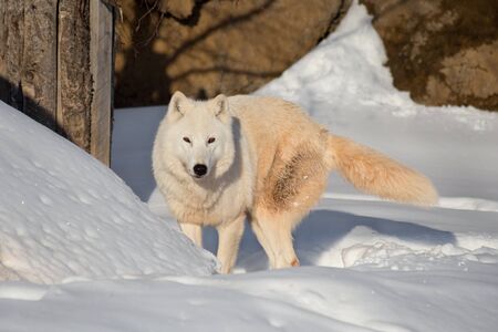 Wild alaskan tundra wolf is standing on a white snow. Canis lupus arctos. Polar wolf or white wolf.