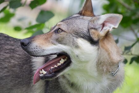 Portrait of czechoslovak wolfdog with lolling tongue close up. Pet animals. Purebred dog.の写真素材