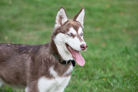 Cute siberian husky puppy is standing on a green grass in the park. Pet animals. Purebred dog.