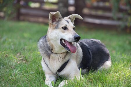 Cute mongrel from the dog shelter is lying on a green grass. Hope for life.