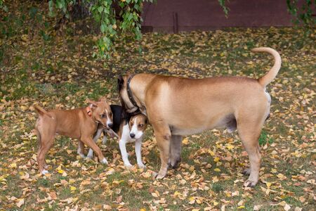 Beagle puppy, american staffordshire terrier puppy and bullmastiff are playing in the autumn park....