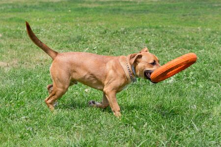Cute american pit bull terrier puppy is playing with doggie ring. Pet animals. Purebred dog.の写真素材