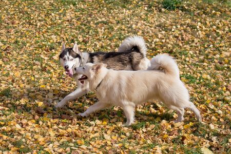 Cute siberian husky and multibred dog are walking in the autumn park. Seasons of the year.の写真素材