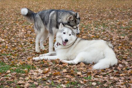 Two cute siberian husky are playing in the autumn park. Pet animals. Purebred dog.の写真素材