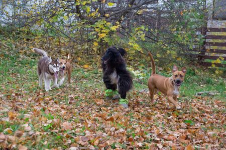 Four dogs are playing in the autumn park. Pet animals. Purebred dog.