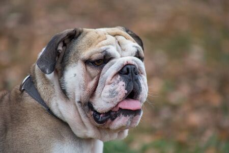 Portrait of cute british bulldog. Pet animals. Purebred dog.の写真素材