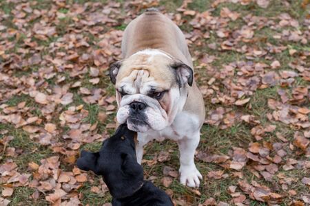 Grumpy english bulldog and miniature pinscher are standing in the autumn park. Pet animals. Purebred dog.の写真素材