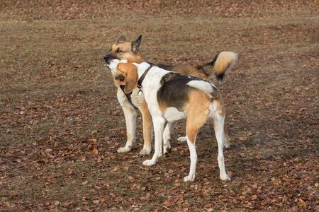 Cute multibred dog and russian hound is playing in the autumn park. Hope for life.