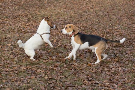 Jack russell terrier puppy and english beagle puppy are playing in the autumn park. Pet animals....