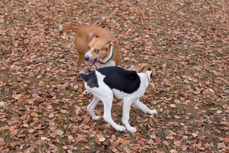 Little estonian hound puppy and multibred dog are playing in the autumn park. Pet animals. Purebred...