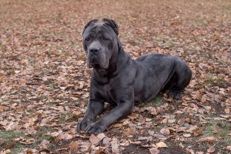 Formidable cane corso is lying on orange leaves in the autumn park. Pet animals. Purebred dog.