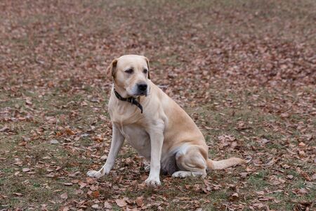 Cute labrador retriever is sitting in the autumn park. Pet animals. Purebred dog.