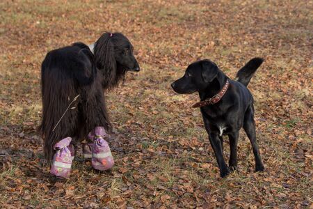 Labrador retriever and afghan hound are playing in the autumn park. Pet animals. Purebred dog.