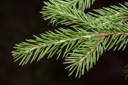 Young green sprig of pine close up. Live nature.