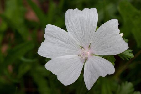 Beautiful musk mallow is growing on a green meadow. Live nature.の写真素材