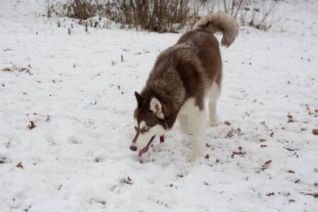 Cute siberian husky puppy is sniffing out traces in the winter park. Pet animals. Purebred dog.